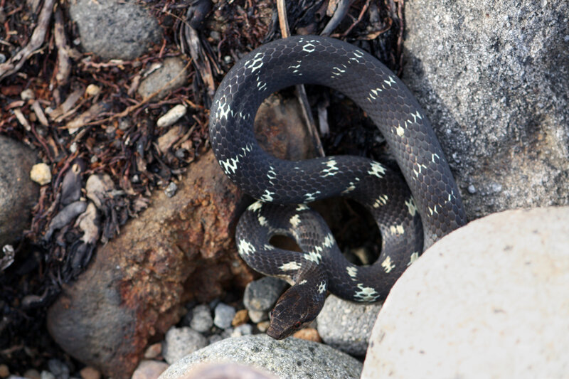 coiled snake on rocks