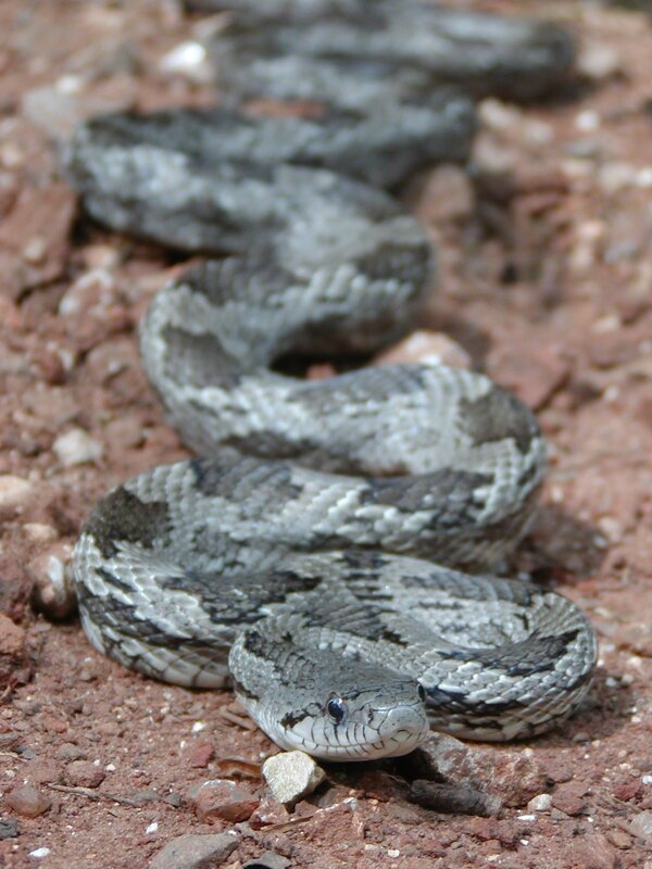 coiled snake on rocky ground