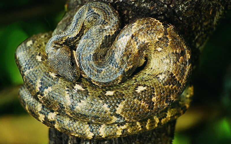 coiled snake on tree branch