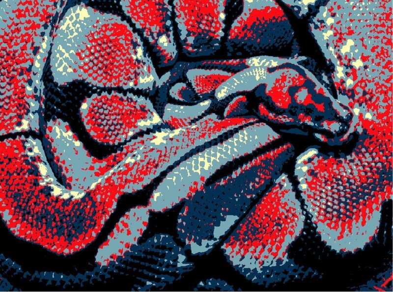 Coiled Snake — Red, Dramatic