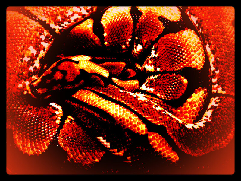 Coiled Snake