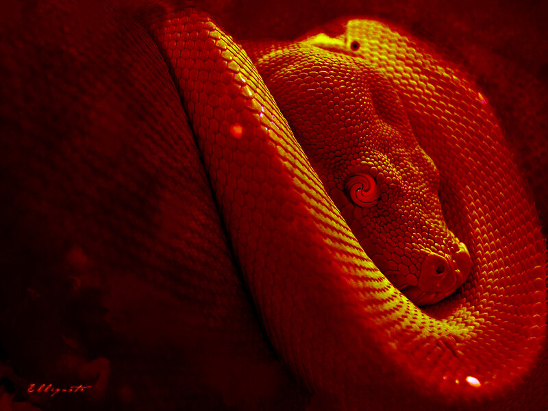 coiled snake under red light