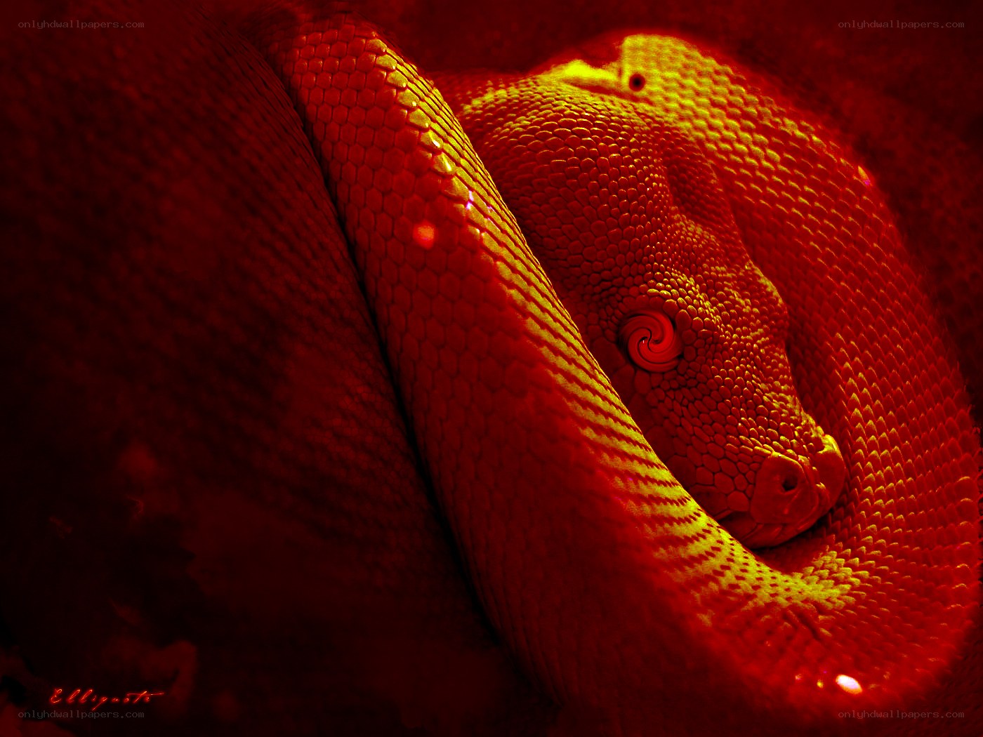 coiled snake under red light