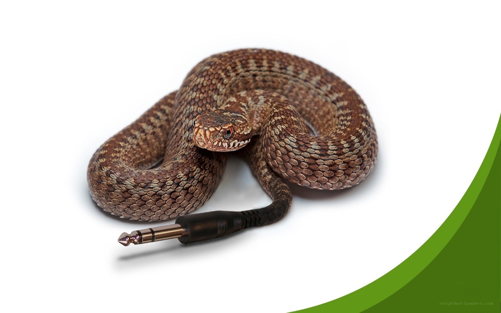 coiled snake with audio jack