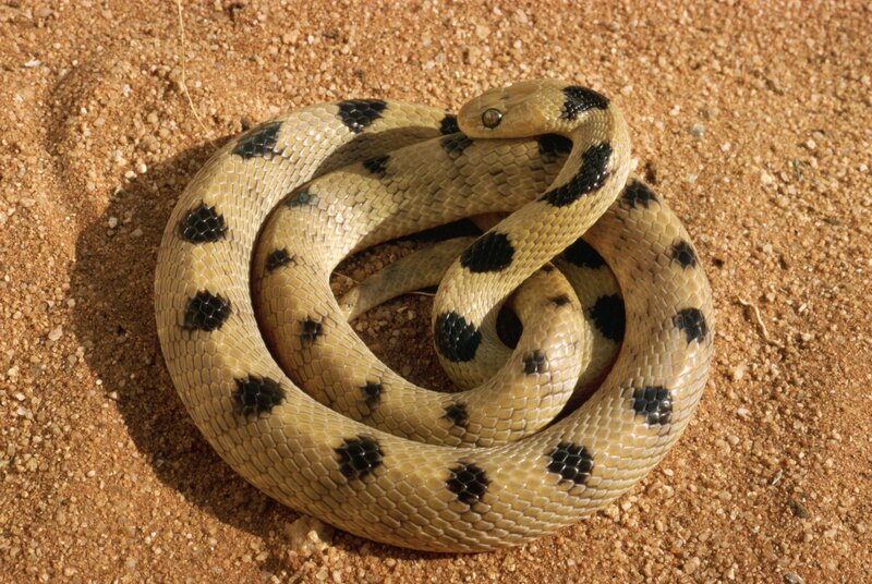 coiled snake with black spots