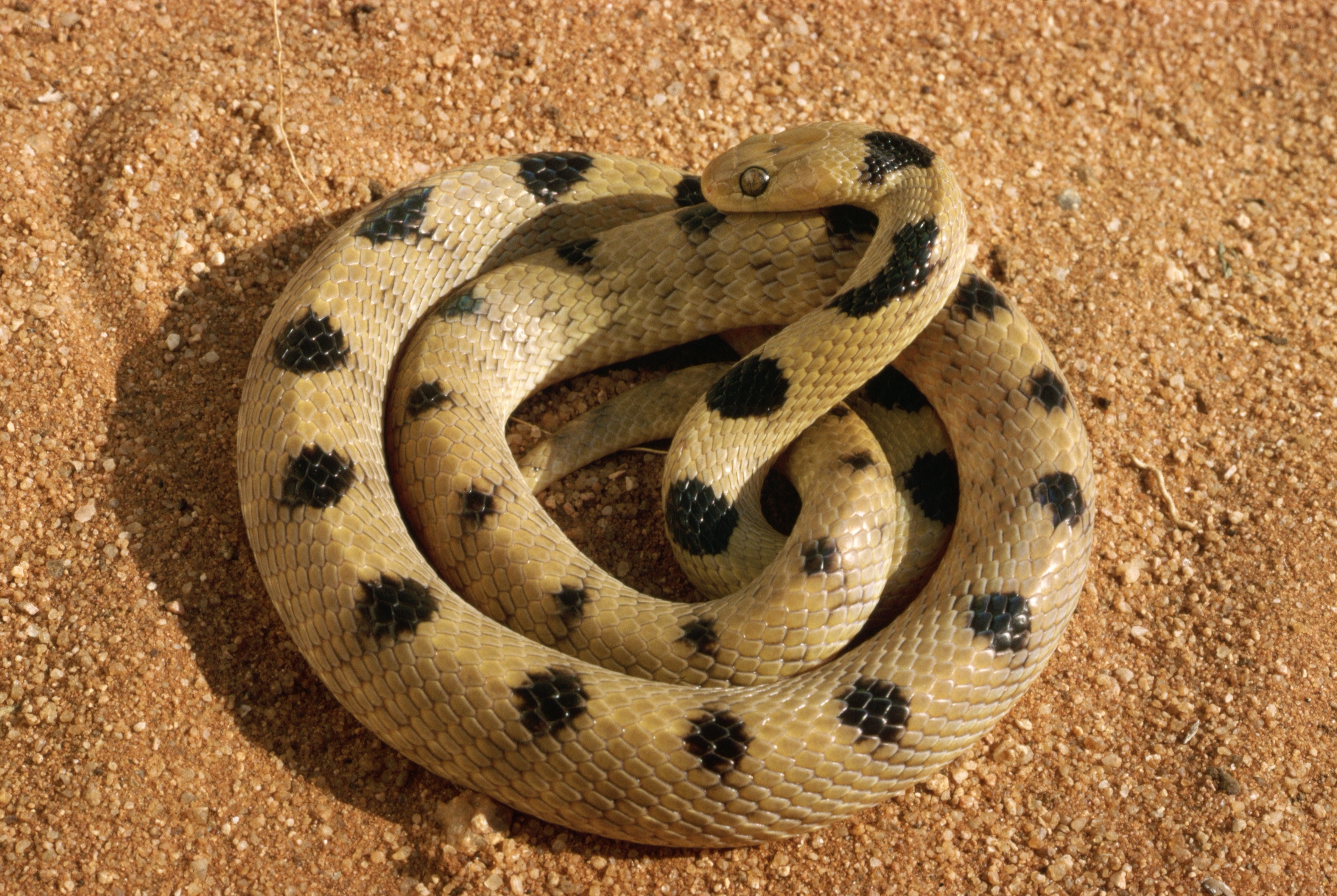 coiled snake with black spots