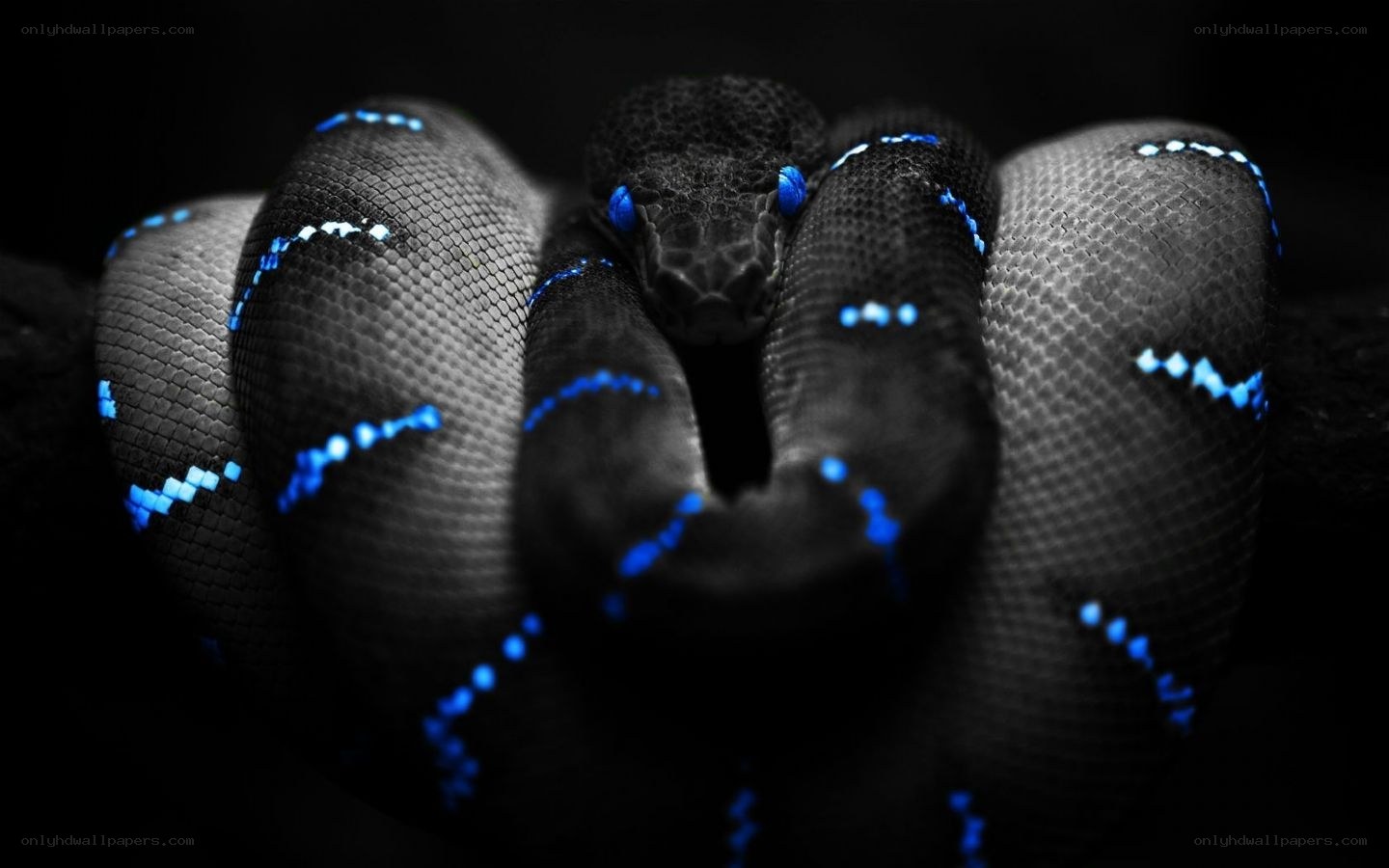 coiled snake with blue eyes