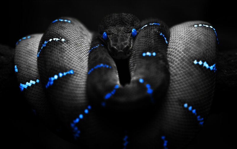 coiled snake with blue markings