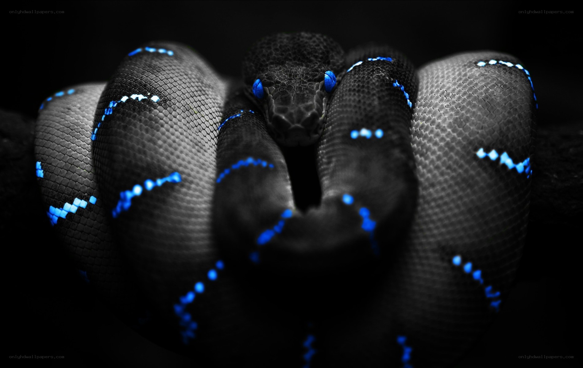 coiled snake with blue markings