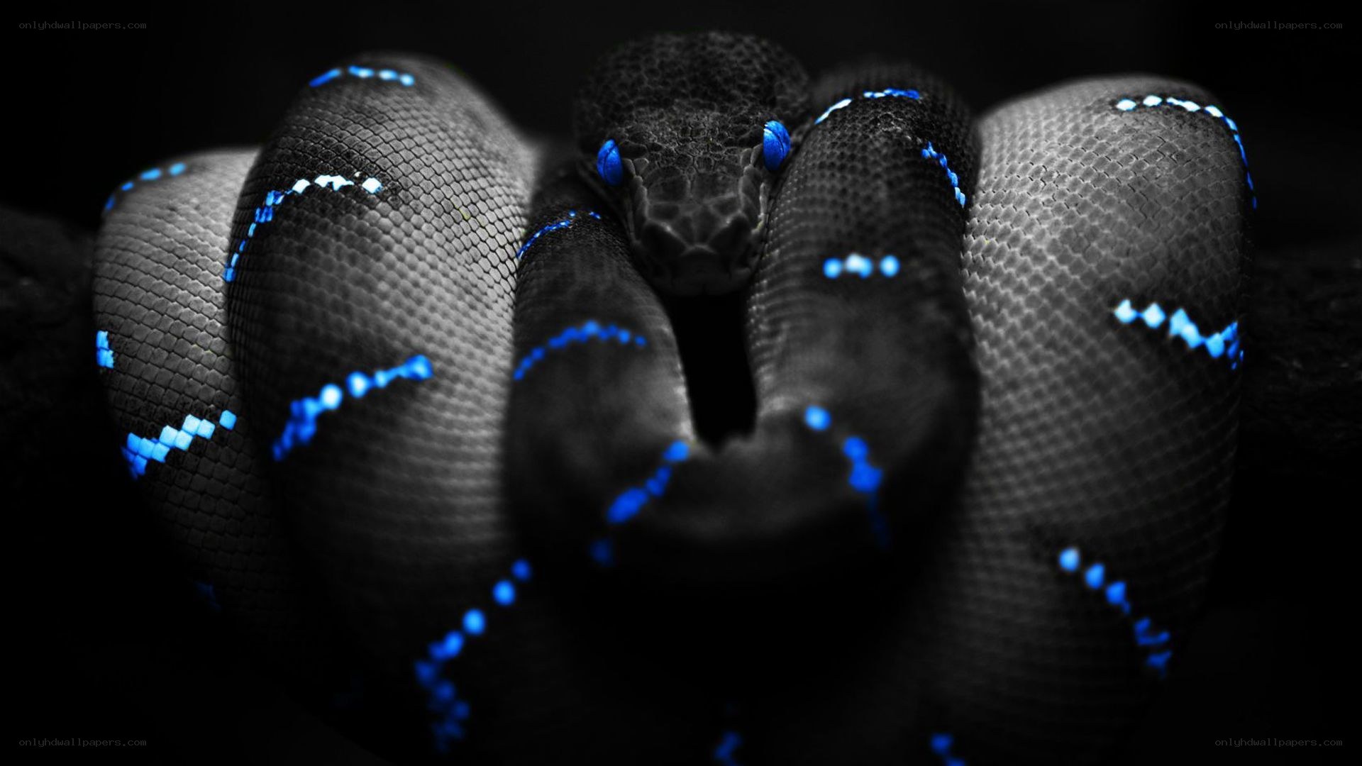 coiled snake with blue markings