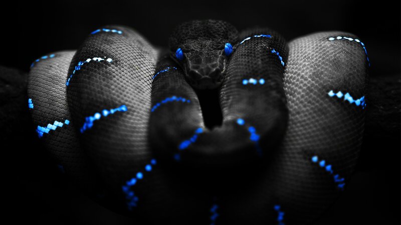 Coiled Snake with Blue Spots