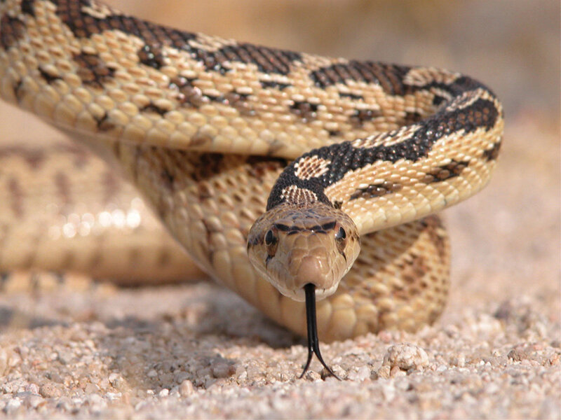 coiled snake with flicking tongue