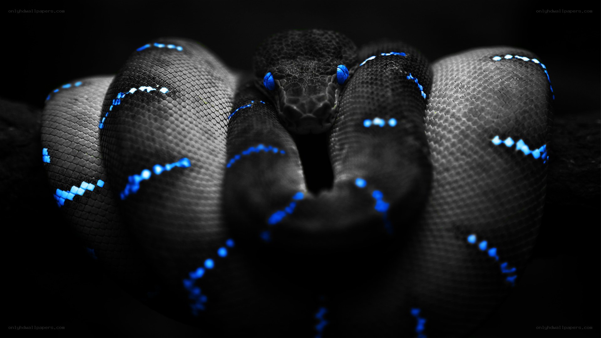 coiled snake with glowing blue eyes