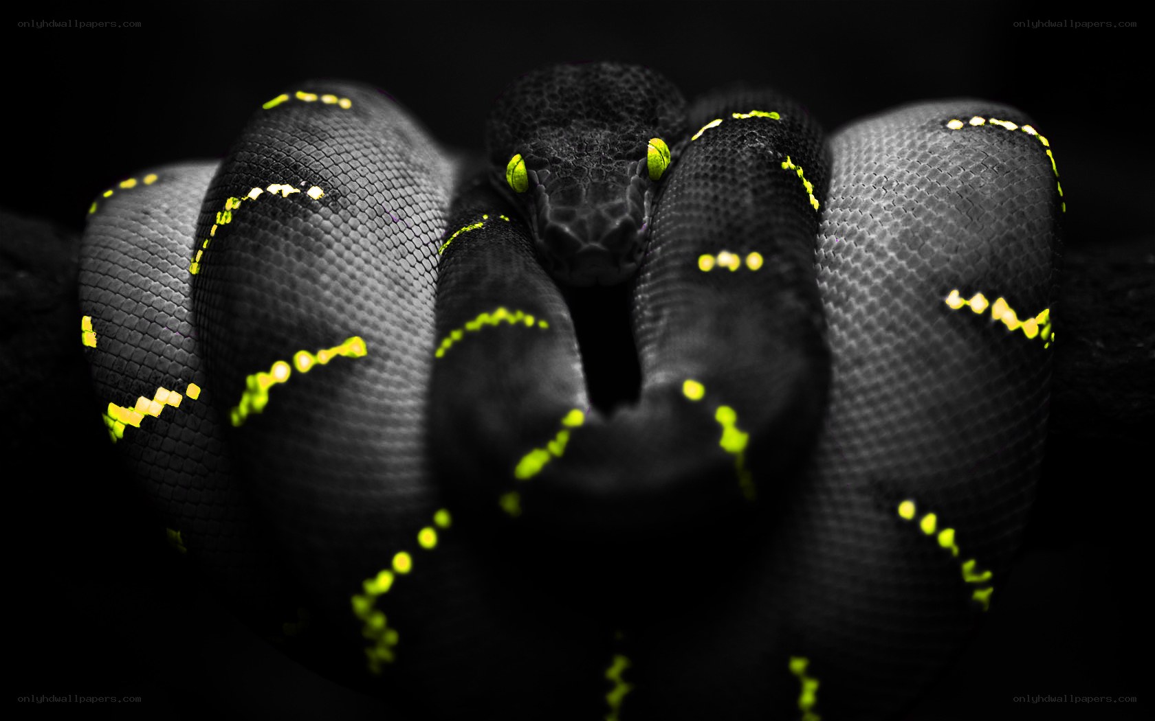 coiled snake with glowing eyes