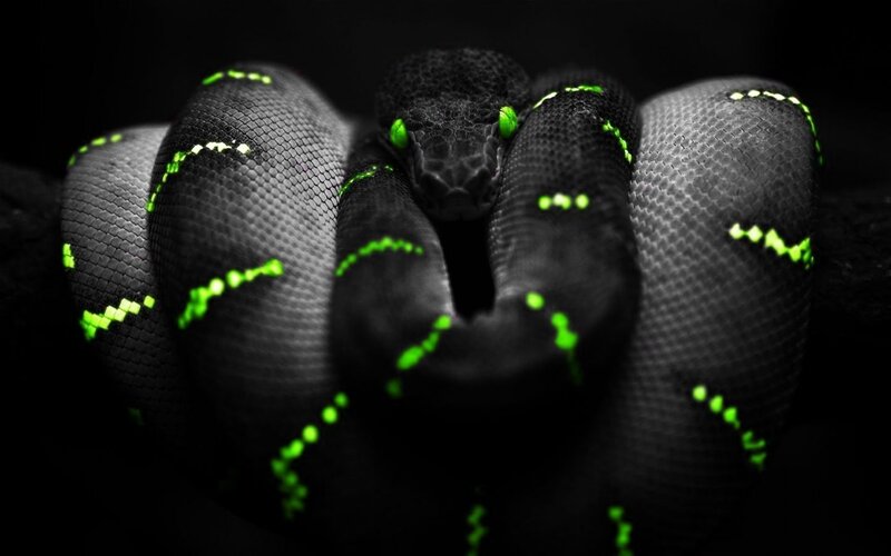 coiled snake with glowing eyes