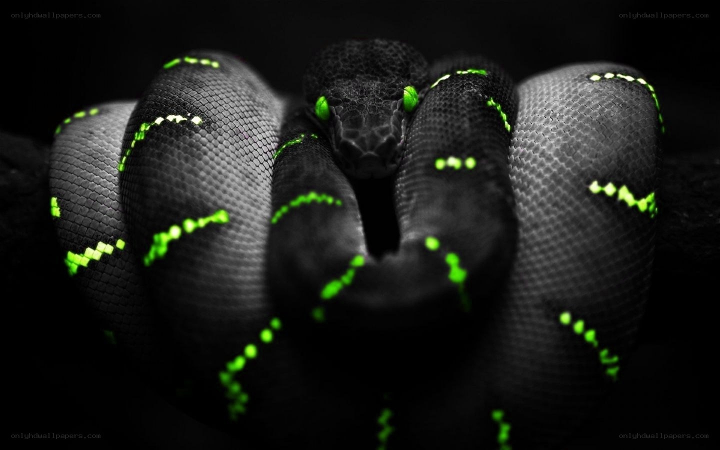 coiled snake with glowing eyes