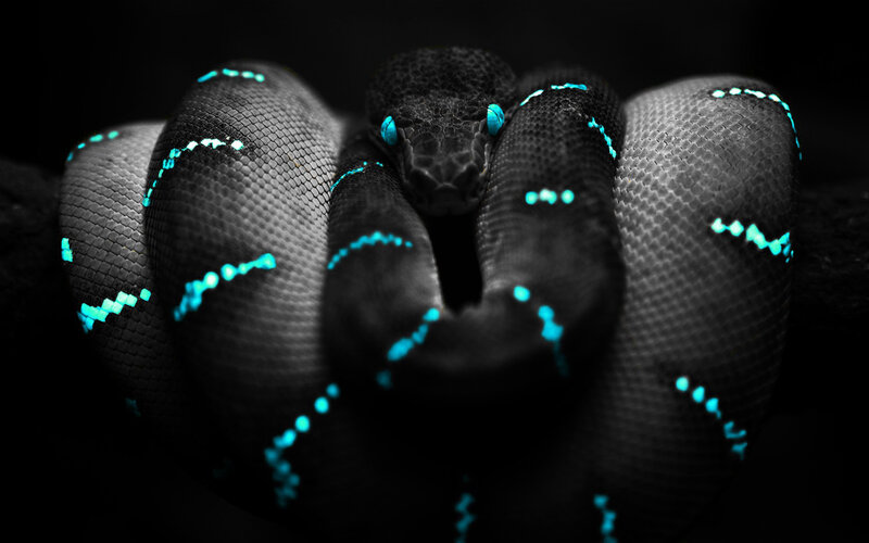 Coiled Snake with Glowing Eyes — Black