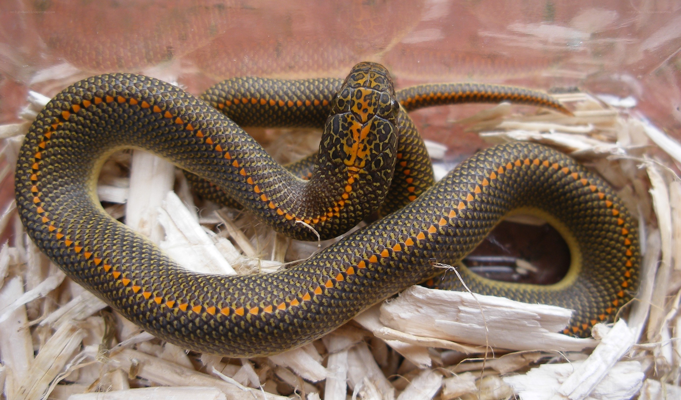 coiled snake with orange markings
