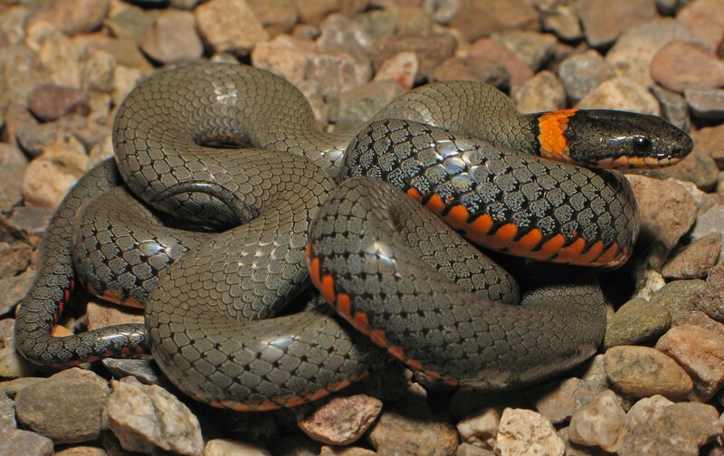 coiled snake with orange neck