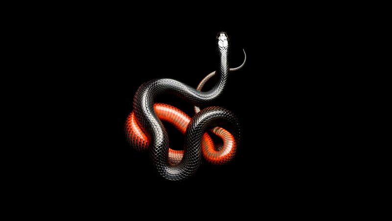Coiled Snake with Red Belly