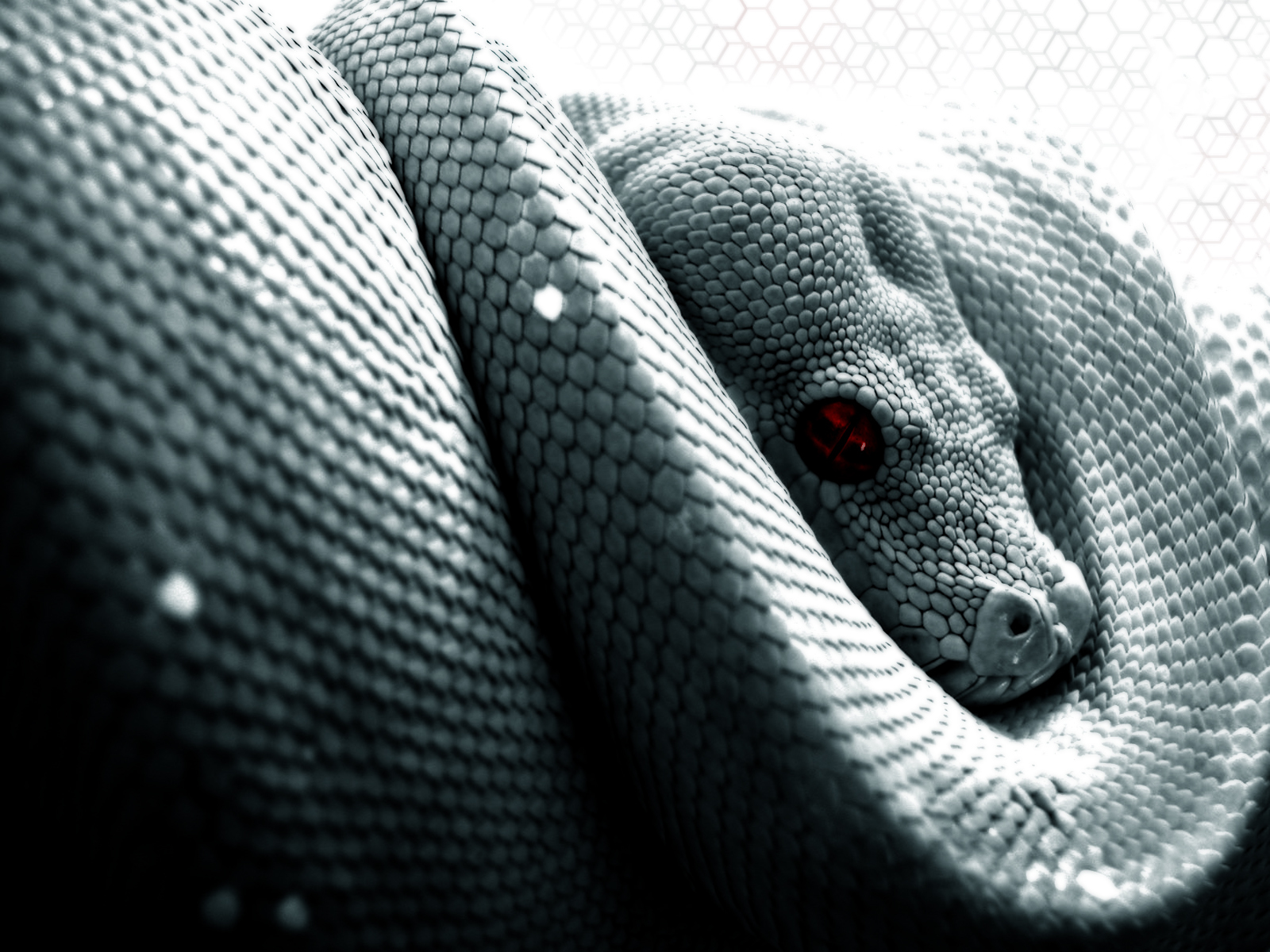 coiled snake with red eye