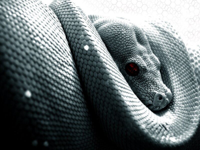 Coiled Snake with Red Eye — Gray, Dramatic