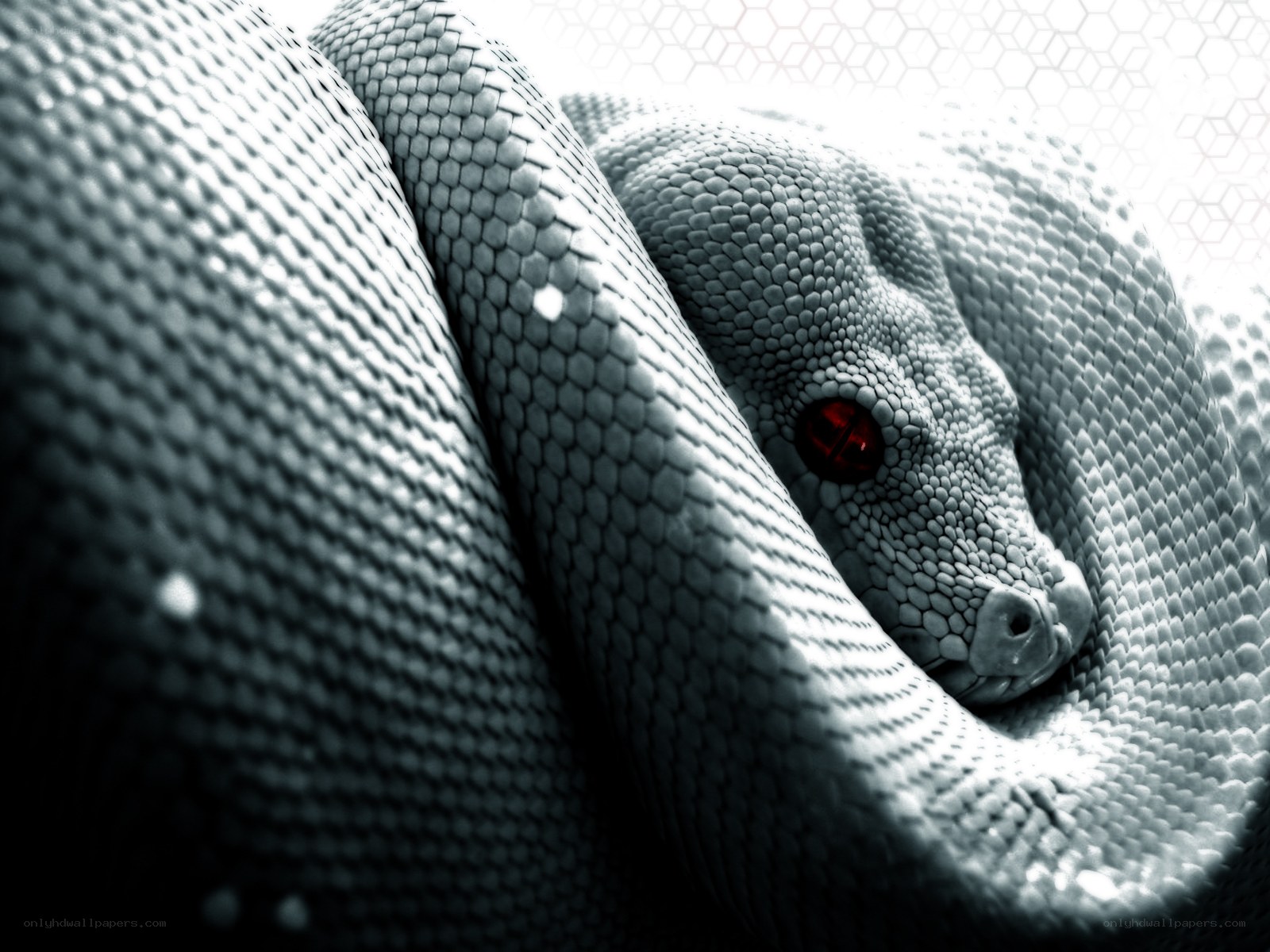 coiled snake with red eye