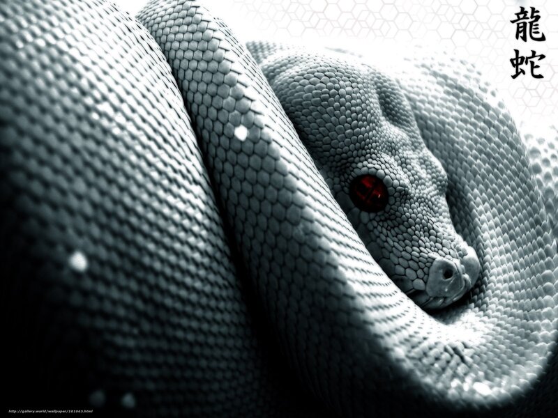Coiled Snake with Red Eyes