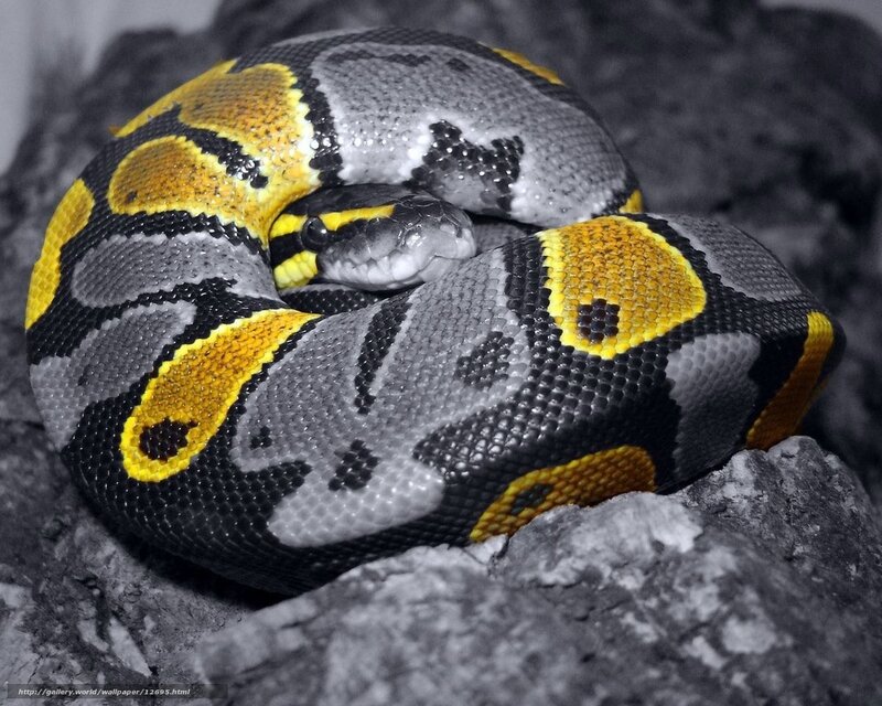 coiled snake with yellow markings