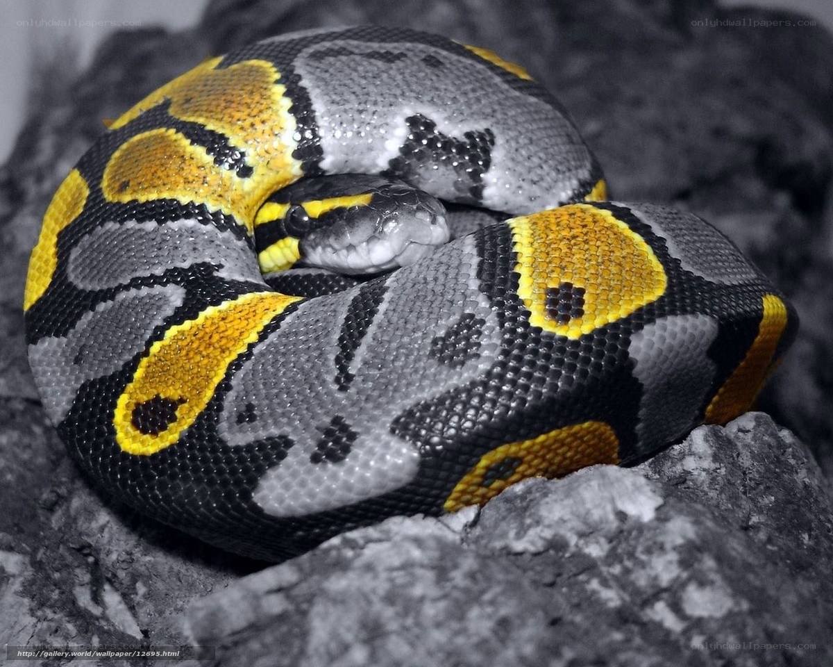 coiled snake with yellow markings