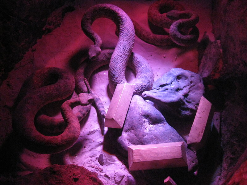 Coiled Snakes in Enclosure