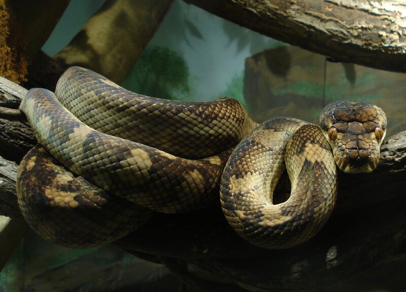 Coiled Tree Python