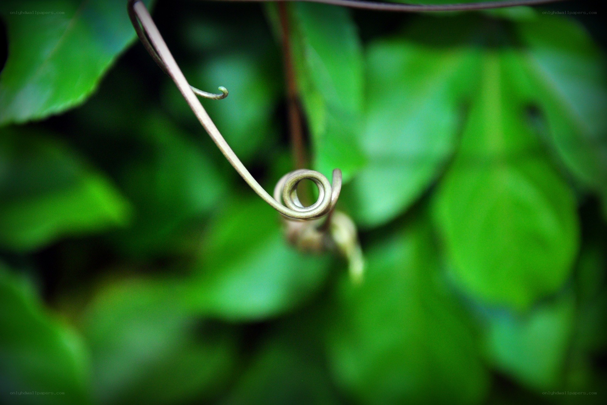 coiled vine in green foliage