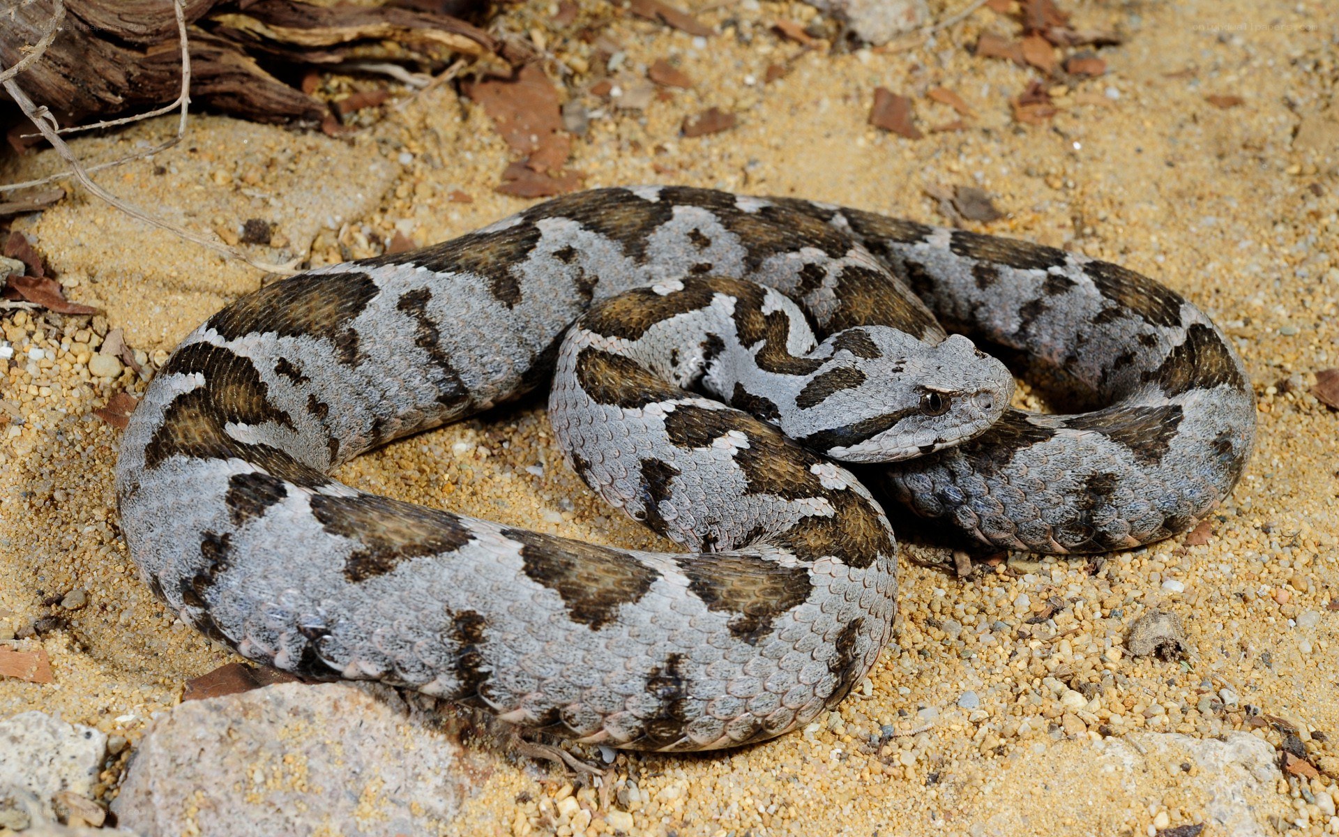 coiled viper on sandy ground