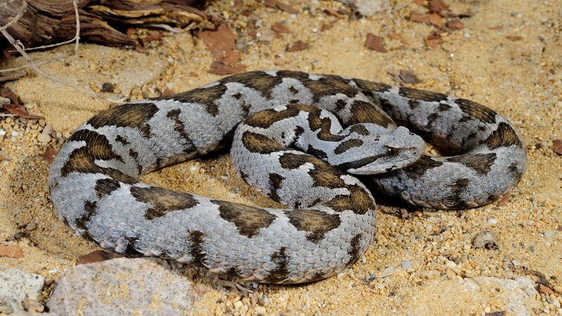 Coiled Viper Snake — Gray
