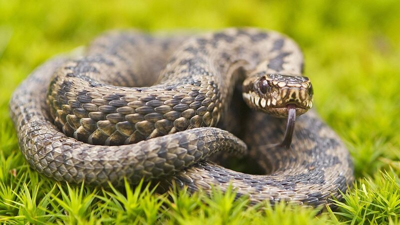 Coiled Viper Snake — Green