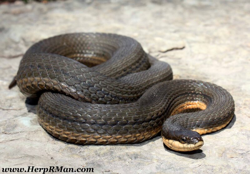 coiled water snake on rock