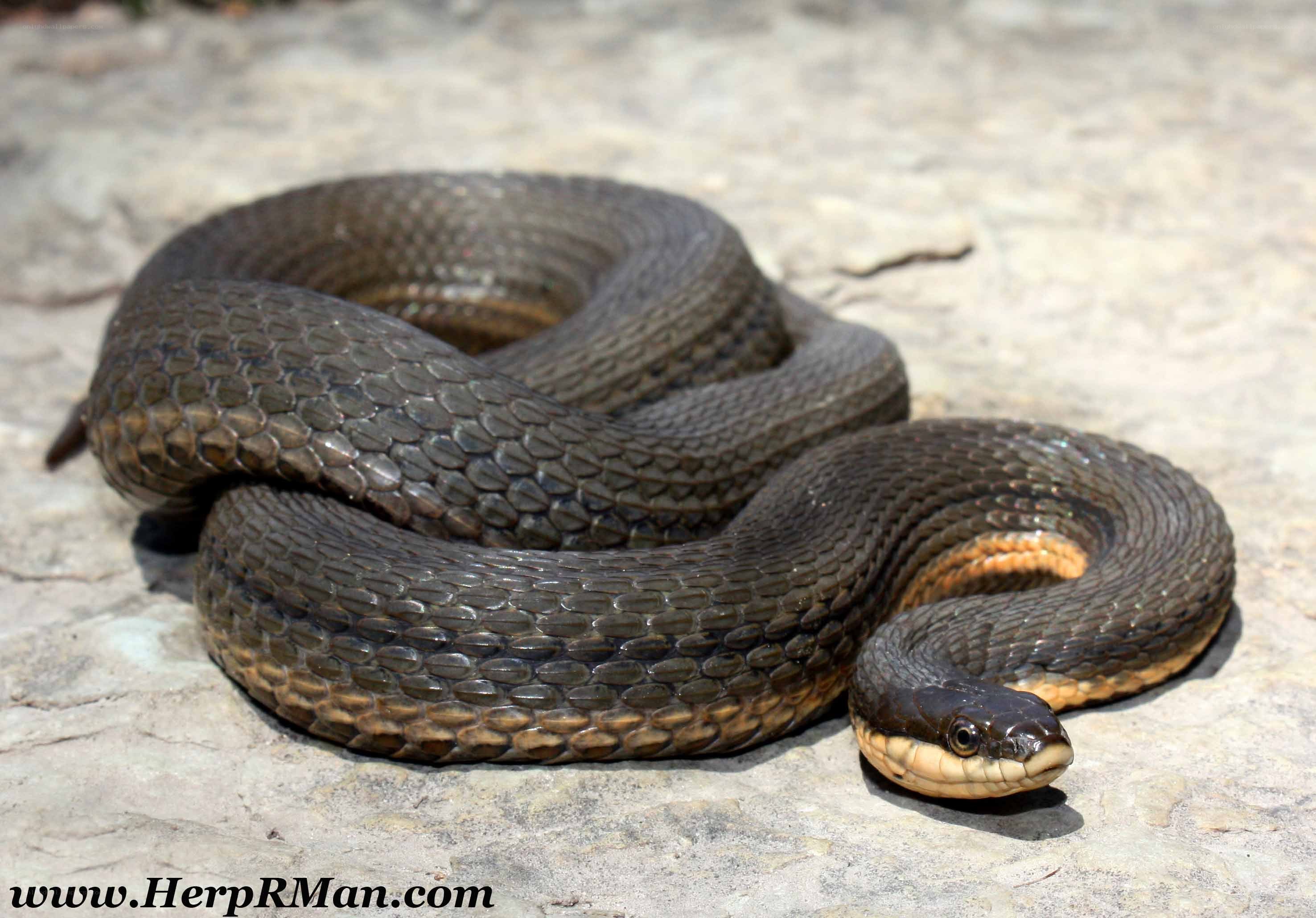 coiled water snake on rock