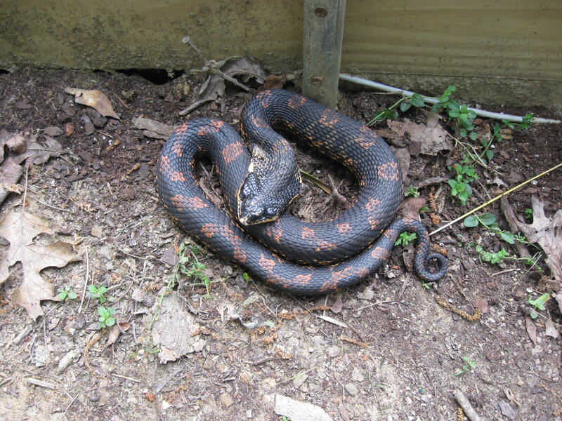 Coiled Water Snake