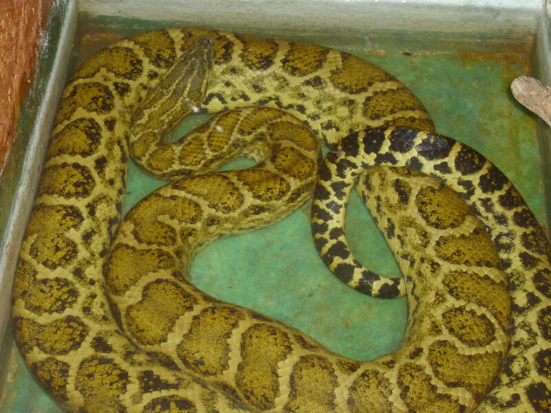 Coiled Yellow and Black Snake