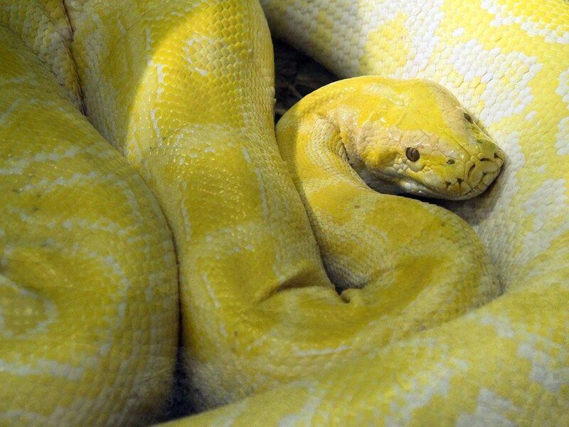 coiled yellow python snake