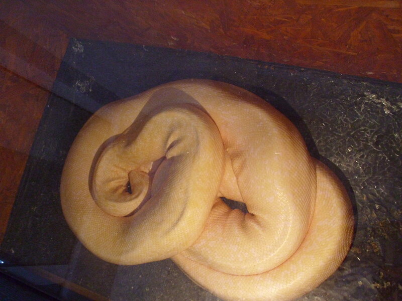 Coiled Yellow Python