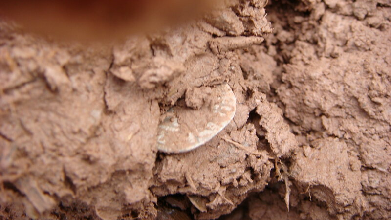 Coin in Muddy Soil