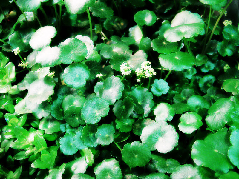 Coin-shaped Green Leaves