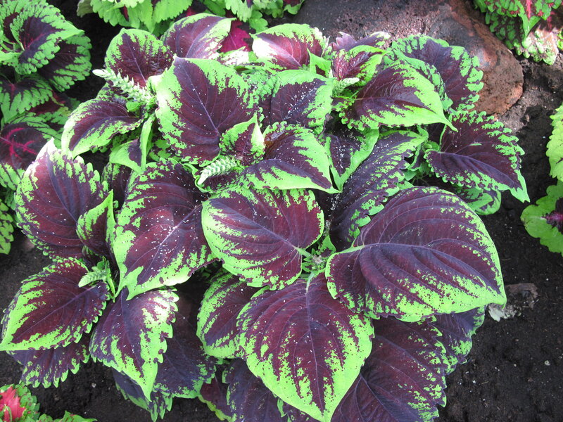 Coleus Plant Foliage — Green