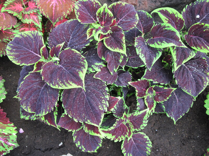 Coleus Plant Foliage — Purple