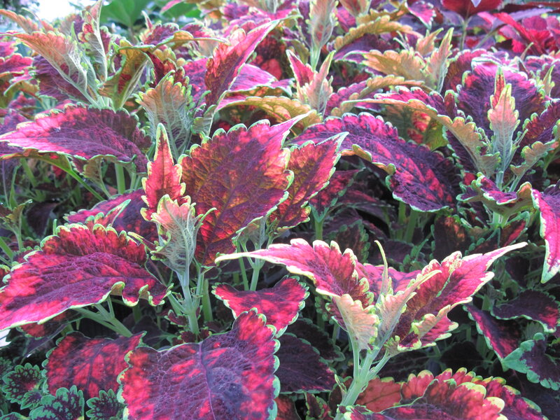 Coleus Plant Foliage — Red