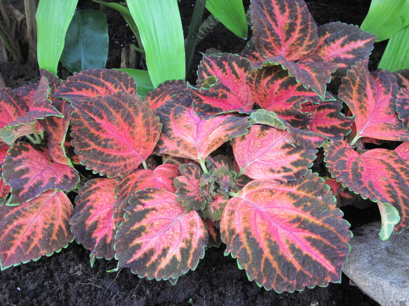 Coleus Plant Foliage — Red, Vibrant