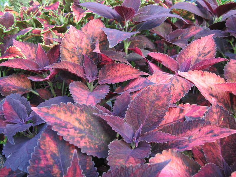 Coleus Plant Foliage
