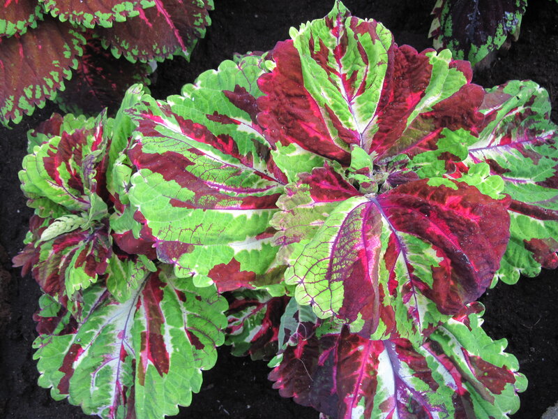 Coleus Plant Leaves — Green